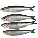 Sardina frisa
