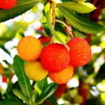 Miere de Arbutus (Arborele de căpșuni) - 950g - imagine 2